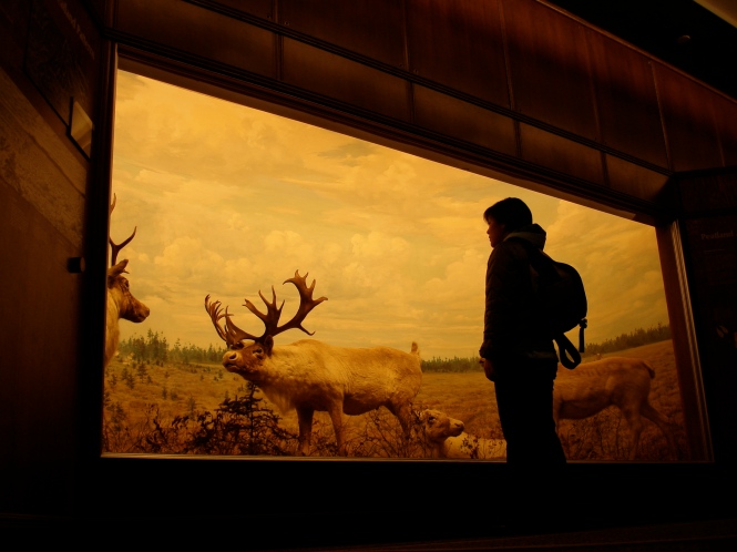 Bell_Museum_of_Natural_History_diorama